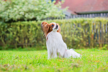 Portrait of a papillon purebreed dog sitting on the grass