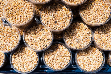 Close-up of plastic cups filled with wheat grains in Izmir in Turkey.