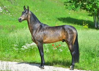Obraz premium Buckskin Akhal Teke stalion standing in the summer meadow. Side view.