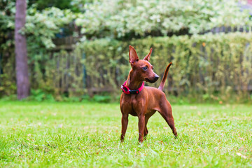Outdoor portrait of a red miniature pinscher dog standing on the grass
