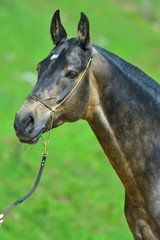 Fototapeta premium Portrait of a buckskin Akhal Teke stallion. Side view.
