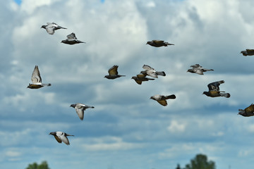 Flock of pigeons flying in the cloudy sky. Close up.