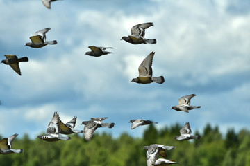 Flock of pigeons flying in the cloudy sky. Close up.