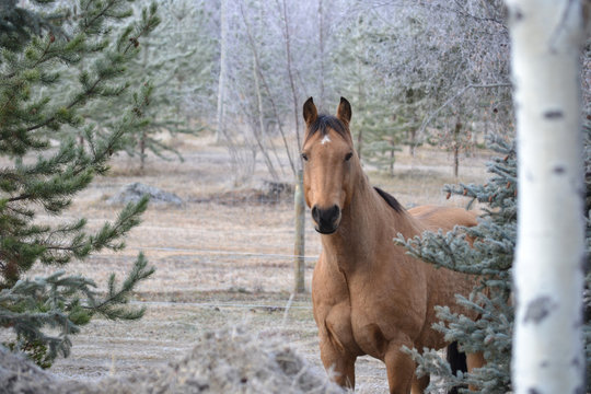 frosty buckskin quarter horse