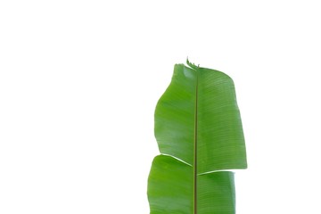 Tearing banana leaves on white isolated background for green foliage backdrop 