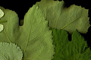 Grape leaf. Closeup of a grape leaf. The texture of the grape leaf.