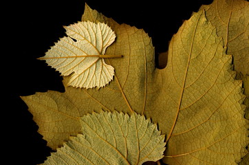 Grape leaf. Closeup of a grape leaf. The texture of the grape leaf.