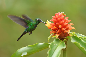 Green-crowned brilliant flying feeding nectar red button ginger flower
