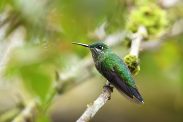 Green-crowned brilliant sitting on branch