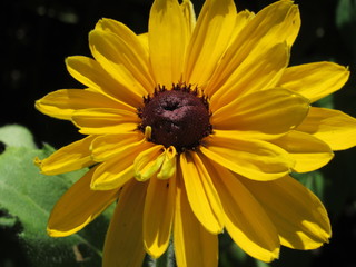 yellow Berber Daisy 