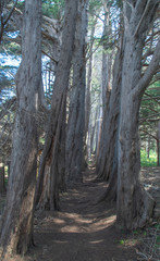 Cypress Tree trail at Sea Ranch, N. California