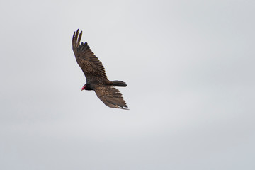 Birds of prey on the Pacific Coast at Sea Ranch, N. California