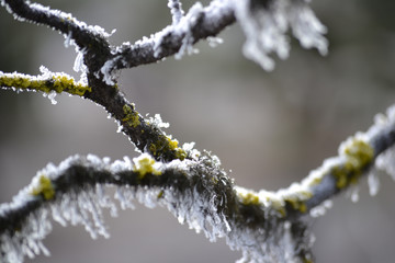 frost on yellow tree lichen