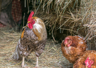 One motley cock and two brown hens are sitting in a barn with hay.