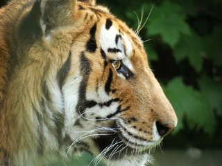Fototapeta premium tiger in zoo