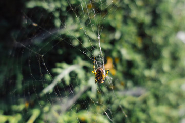 Araña Amarilla