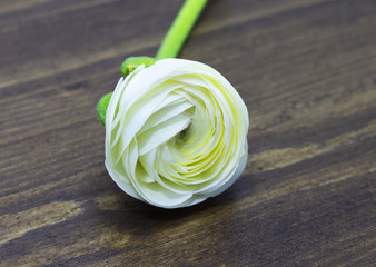 white ranunculus on wooden background space for text