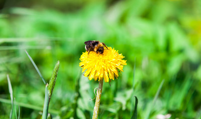 Bumblebee sits on a dandelion at sunny day