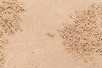 Sand bubbler crab or sand-bubbler