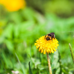 Bumblebee sits on a dandelion