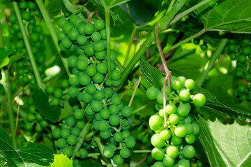 Close-up of unripe grape cluster still hanging on twig of vine.