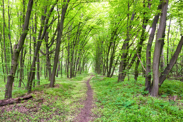 Green forest landscape  with path, trees and sun light going through leaves