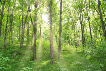 Fototapeta na wymiar Green forest landscape with trees and sun light going through leaves