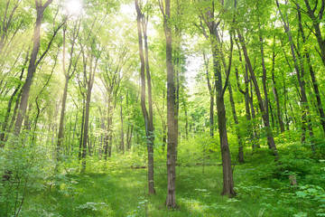 Fototapeta na wymiar Green forest landscape with trees and sun light going through leaves