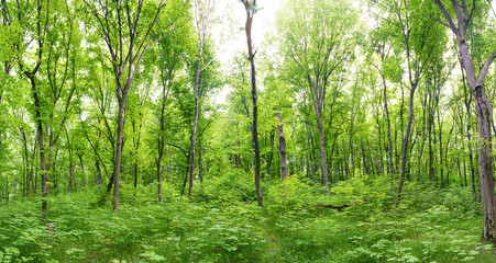 Fototapeta na wymiar Green forest landscape panorama with trees and sun light going through leaves