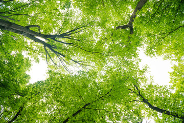 Green forest landscape with trees and sun light going through leaves, view to the top of trees