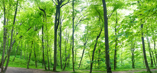 Fototapeta na wymiar Green forest landscape panorama with trees and sun light going through leaves
