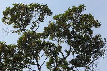 sky blue and green tree