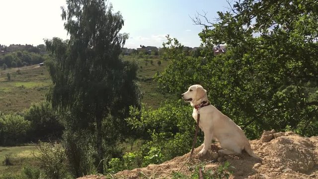 Golden Retriever puppy in banden looks from a hill on a summer landscape