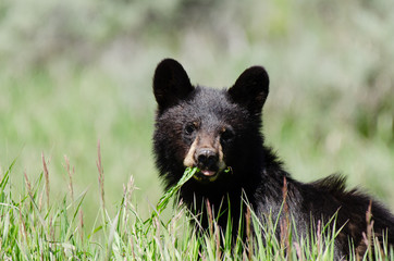 Black Bear cub