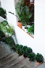 Potted plants on the stairs, stylish decor