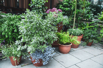 Many beautiful potted plants outside a street cafe