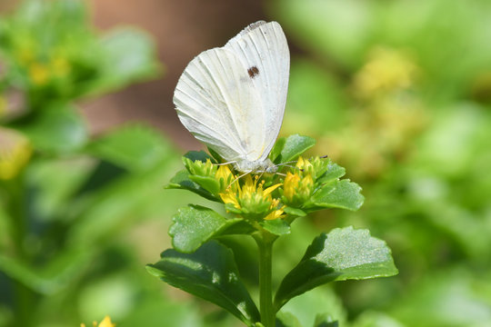 a male Cabbage White butterfly feeding on a Seedum flowe