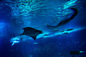 Razze su fondale marino