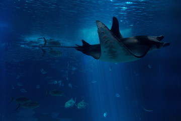 Razza su fondale marino