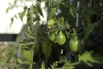 Junge, noch nicht reife grüne Tomaten an großen Tomatenpflanzen