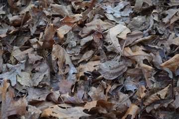autumn leaves background