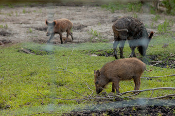 Family Group of Wart Hogs Grazing Eating Grass Food Together.