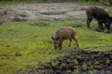 Fototapeta premium Family Group of Wart Hogs Grazing Eating Grass Food Together.