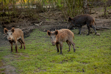 Fototapeta premium Family Group of Wart Hogs Grazing Eating Grass Food Together.