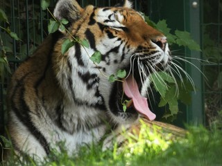Portrait of a tiger