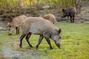Fototapeta premium Family Group of Wart Hogs Grazing Eating Grass Food Together.