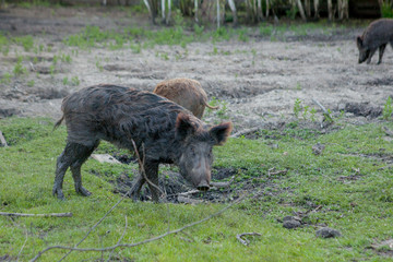 Family Group of Wart Hogs Grazing Eating Grass Food Together.