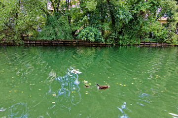  beautiful ducks on the pond
