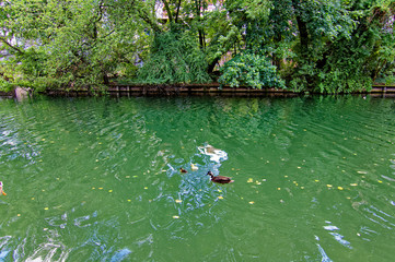  beautiful ducks on the pond