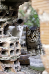 Abandoned cats